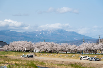 sakura trees along the river