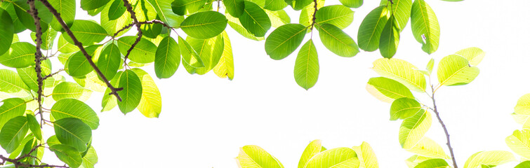 Panorama backlit tree leaves in home flower garden on sunny day with white background.