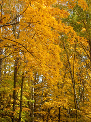 Fototapeta na wymiar bright yellow autumn leaves on a clear day