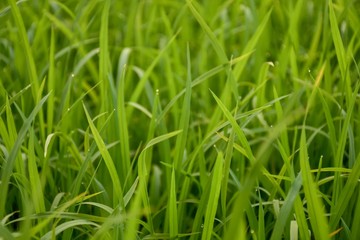 Fototapeta na wymiar Green rice fields