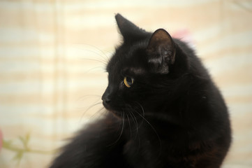 graceful black short-haired home cat