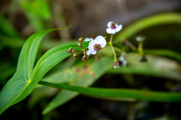 Background of white wild flower.