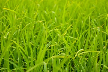 Green rice fields