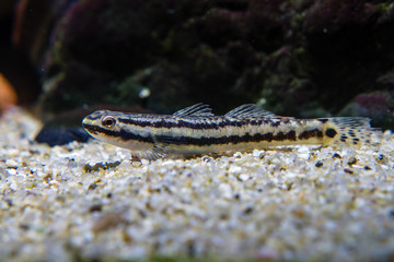 Rainbow Stiphodon Goby (Stiphodon maculidorsalis) Freshwater Algae Eater goby, female