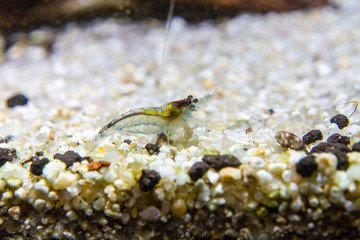 Aura Blue Dwarf shrimp