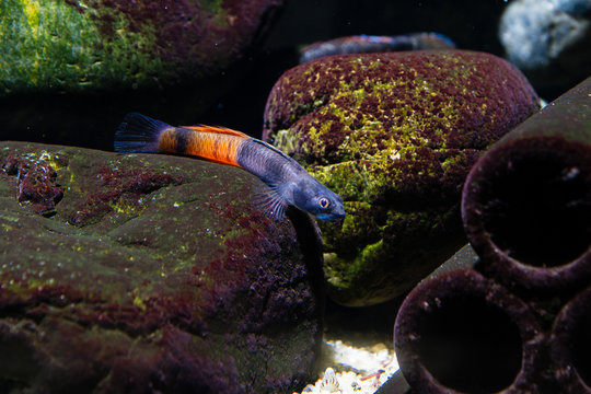 Red Freshwater Goby (Sicyopus zosterophorus)