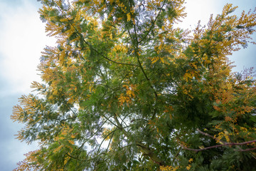 mimosa in the garden