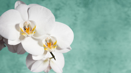 White orchid on green background. Copy space. 16х9 