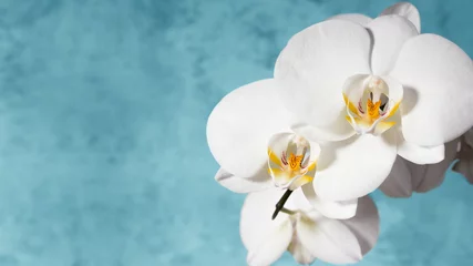 Fotobehang Witte orchidee op blauwe achtergrond. Ruimte kopiëren. 16х9 © meteoritka