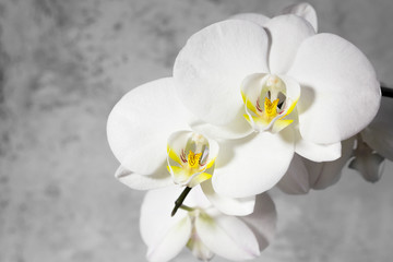 Fototapeta na wymiar White orchid on gray background.