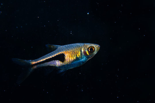 Lambchop rasbora (Trigonostigma espei) ornamental fish from peat swamp of southern Thailand