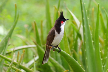Bulbul Orphée