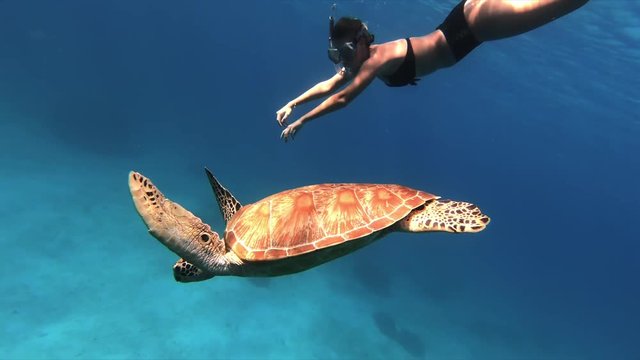 Sea turtle and woman swimming together slow motion