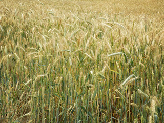 Agricultural Wheat Field at Spring