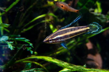 Rare Cocking Gourami(Parosphromenus harveyi) a tropical fish from Malaysia