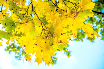 bright yellow maple leaves on a tree against the blue sky