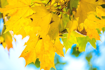bright yellow maple leaves on a tree against the blue sky