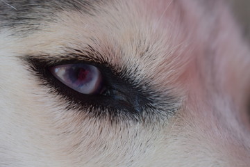 Acercamiento de ojo azul de un perro huski