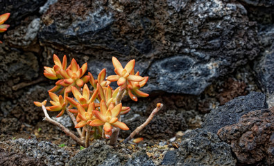 La Palma - Dickblattgewächs in Basaltlava