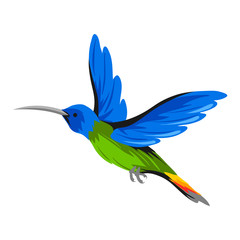 Illustration of hummingbird. Tropical exotic bird on white background.