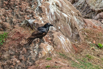Raven stands on the rock