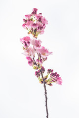 Naklejka na ściany i meble cherry tree in bloom