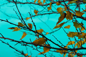 Cropped Shot Of A Branch Of Tree , Yellow Leaves. Seasonal Background. Beautiful Nature Background.