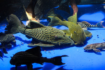 Golden Thunder Royal Pleco (Panaque armbrusteri) - obrazy, fototapety, plakaty