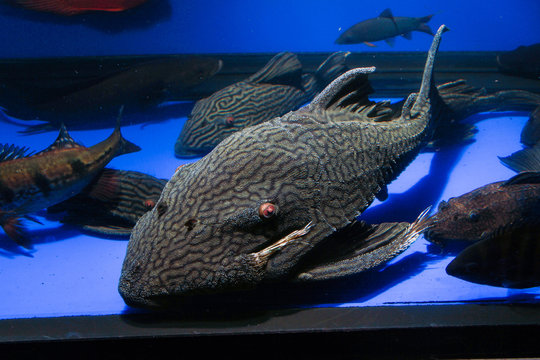 Large Royal Panaque Pleco (panaque nigrolineatus)
