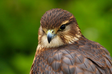 Merlin (Falco columbarius) Bird of Prey close up head and shoulders