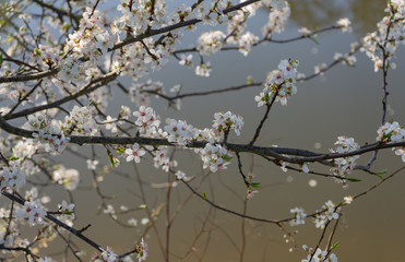 Blooming wild cherry. Early spring. Background. White petals. Day time