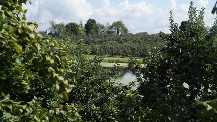 pond
