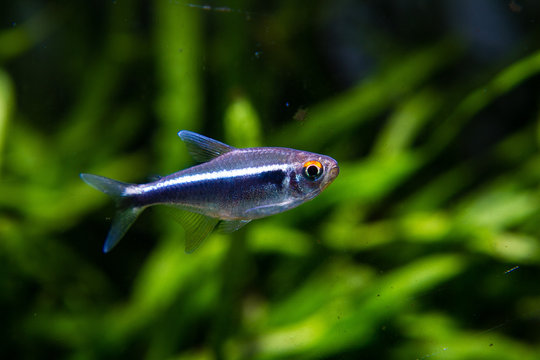 Black Neon Tetra (Hyphessobrycon herbertaxelrodi) in planted tank