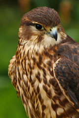 Merlin (Falco columbarius) Bird of Prey close up head and shoulders