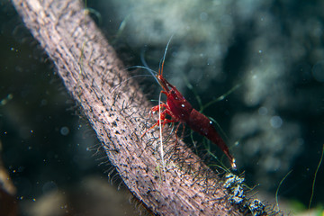 Sulawesi Shrimp (Caridina dennerli)