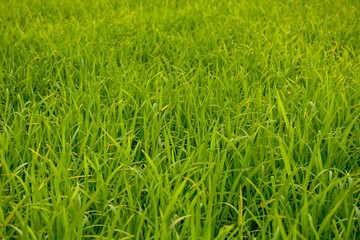 Green rice fields