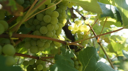 grape vines
