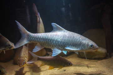 Thai Mahseer (Tor tambroides) © Chonlasub