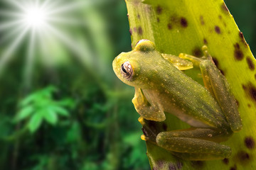 Tropical glass frog from the Amazon rain forest, Teratohyla pulverata. A beautiful nocturnal jungle animal.