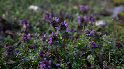 purple clover meadow