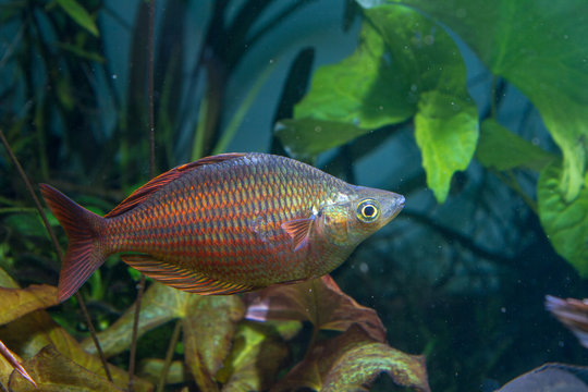 Silver red rainbowfish (Melanotaenia sp.) in planted tank