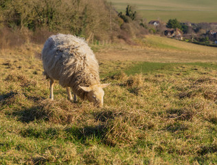 Obraz premium Sheep eat grass in the fields. Early spring in England. A wonderful view with small village.