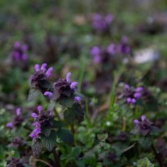 purple clover meadow