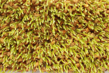 sprouted wheat in the container white background