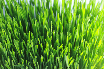 Fototapeta na wymiar sprouted green wheat white background