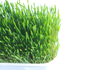 sprouted green wheat white background
