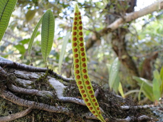 Detail of fern leaf with seeds