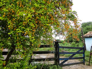 Rainy day at the farm