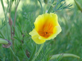 Obraz premium Pretty yellow flower