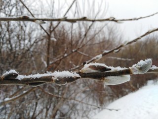 Верба